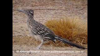 Greater Roadrunner Geococcyx californianus Sunset Park Las Vegas USA 10 6 2017 Antonio Silveira [upl. by Lynnett]