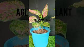 Top 10 best low maintenance indoor plantshouseplants follow this channel [upl. by Maribelle]