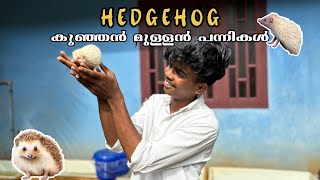 😱മുള്ളൻ പന്നികളെ വാങ്ങിയപ്പോൾ🦔  BOUGHT NEW HEDGEHOG PET  kvmaqua pets farming [upl. by Aznarepse]