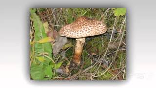 Lepiota acutesquamosa  fungi kingdom [upl. by Riggins984]