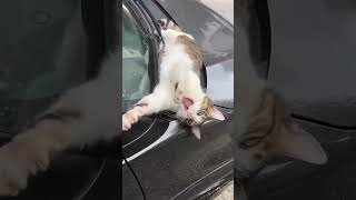 Cute…🐈🥰🐈funny foryou cutecat shortvideo cat cute funnyvideo [upl. by Pros]