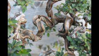 Ý tưởng tuyệt vời tạo dáng cho cây du bonsai│Great idea to styling the chinese elm bonsai [upl. by Nosyrb]