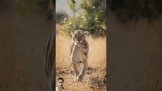 Cute cub and lioness mom safari wildlife lion animals africa lioncountrysafari lionbabies [upl. by Roque]