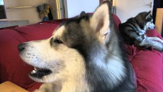 Alaskan Malamute Buck And Diesel Saying quot I love you quot to Mishka the talking Husky [upl. by Mab]