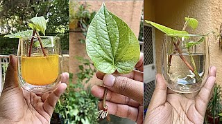 पान की बेल कैसे लगाएं How to grow amp care Betel leaf Plant Vine [upl. by Bettye]