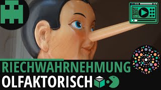 Riechwahrnehmung │Biologie Lernvideo Learning Level Up [upl. by Hillary172]