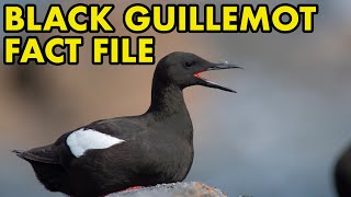 Black Guillemot Fact File British Wildlife Facts [upl. by Ahsemik]