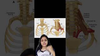 Cervical rib fitness physiotherapy anatomy medicalstudent [upl. by Odeen]