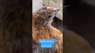 infectious coryzaforyou poultrydisease bacteriology poultry medicine probiotics viralshorts [upl. by Drofliw]