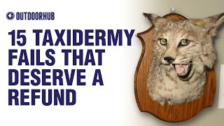 15 Taxidermy Fails That Deserve a Refund [upl. by Ynafetse784]