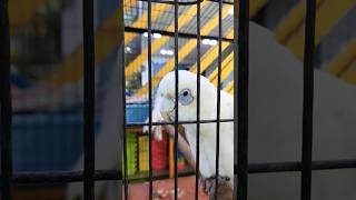 Corella Cockatoo parrot birds trending shorts viralvideo [upl. by Reckford]