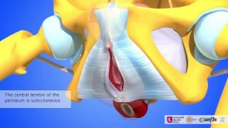 The central tendon of the perineum [upl. by Eiahpets]