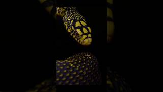 Top 10 MASSIVE NonVenomous Snakes by Lenth NO Pythons or Boas nonvenomous shorts gk snake [upl. by Guidotti]