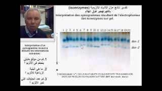 Isoenzymes des enzymes dimériques الأشباه الأنزيمية للأنزيمات الثنائية [upl. by Marilee980]