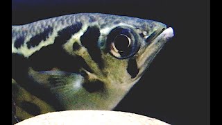 ゼブラアーチャーフィッシュ Clouded archerfish Toxotes blythii [upl. by Eigna]