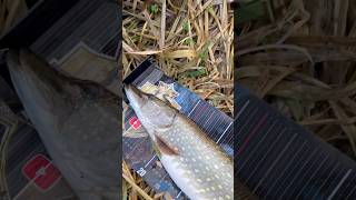 Le Perch Shad chrome de Lmab en 9 cm me rapporte mon PB brochet lmab riverfishing short [upl. by Connor]