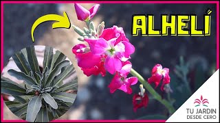 🌱 El ALHELÍ  Cuidados del Alelí  Propagar Alelíes Matthiola incana 💐 [upl. by Goodyear]