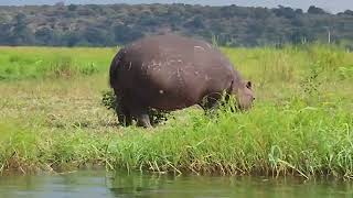 Chobe National Park Botswana March 7 20241 [upl. by Goddard962]