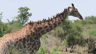 Red Billed Oxpecker [upl. by Heng]