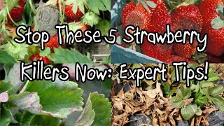 Stop These 5 Strawberry Killers Now Expert Tips [upl. by Merras576]