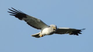 Male Hen Harrier Grey ghost [upl. by Herrera]