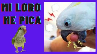 🦜👉 Mi loro me pica ¿por qué lo hace Como hacer para evitarlo [upl. by Bove]