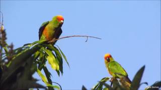 Video 42  Aratinga auricapillus Jandaiadetestavermelha [upl. by Marcia]