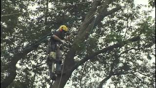 large leaning ash Tree removal Haverford PA 19041 [upl. by Namaj430]