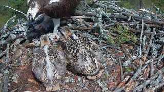 Osprey dad brings whole fish in lunch  1 Sääksilive Osprey cam  July 7 2024 [upl. by Bust]