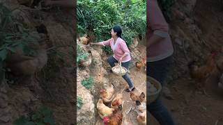 Harvest Chicken Eggs Farm eggfarm chickeneggs chicken viralvideo animal eggs ytshorts [upl. by Nuahsad]