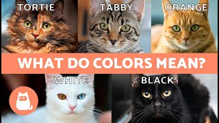 DIFFERENT CAT COLORS 🐱🌈 What Meanings Are Given to CAT COAT COLORS [upl. by Dey]