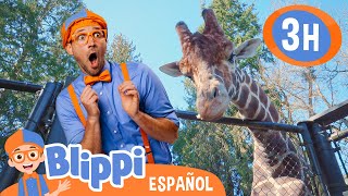 Blippi visita jirafas en el Zoo 🦒 Blippi Español  Videos educativos para niños  Aprende y Juega [upl. by Pauletta975]