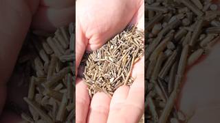 Wild rice from start to finish with samuelthayer378 asmr [upl. by Salahcin]