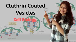 Clathrin coated vesicle  Cell Biology  Hindi  Megha Kucchal [upl. by Hsirrap]