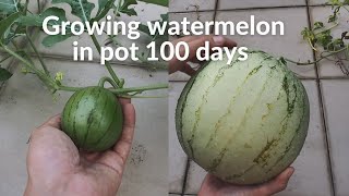 100 Days  Grow Watermelon in Pot  Seed to Harvest [upl. by Anaihk467]