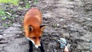 What does the fox eat [upl. by Dwayne]