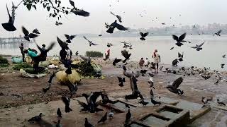 A morning at Mullick Ghat Kolkata [upl. by Vacla616]