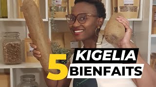 Kigelia africana  5 Bienfaits que tu devrais savoir [upl. by Nylacaj]