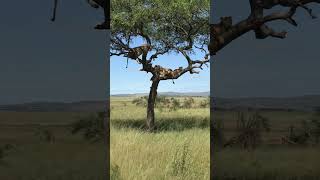 Two lionesses and cubs in acacia tree [upl. by Eisned204]