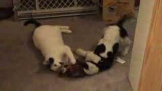 Basset Puppy Playing with Cat [upl. by Champ69]