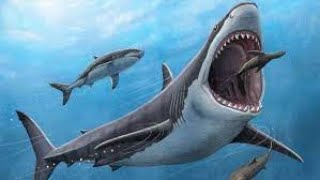 Sharks interesting facts about sharks [upl. by Assed435]