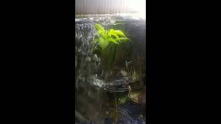 Aquaphonics Cannabis growing inside a fish tank [upl. by Aneri]