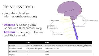 Nervensystem  Einführung für Biologie und Medizin [upl. by Ellennaj]