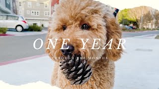 One year with our mini goldendoodle  Through the Months  f1b mini goldendoodle [upl. by Filip414]