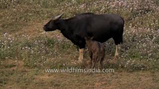 Mithun or Gayal the state animal of Arunachal Pradesh [upl. by Harvie753]