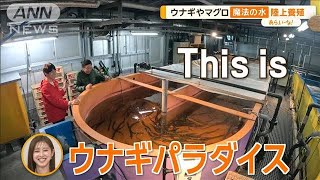 水産業界を救う「魔法の水」 ベニザケ陸上養殖 モンゴルで魚を養殖【あらいーな】【グッド！モーニング】2024年3月19日 [upl. by Ecyaj]