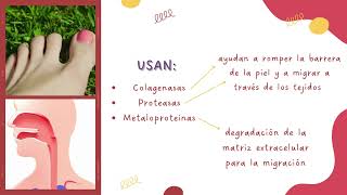 mecanismos de patogenicidad  Ancylostoma caninum [upl. by Cronin]