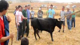 RECOGIDA DE UNA DE LAS VACAS EN LA SACA DE VALVERDE  LA RIOJA  8082009 [upl. by Aneehsak463]