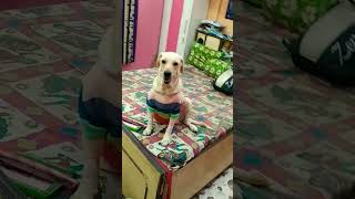 My Honey Is Very Smart Dog 🐶 dog labrador ytshorts shorts youtubeshorts pets [upl. by Esom]