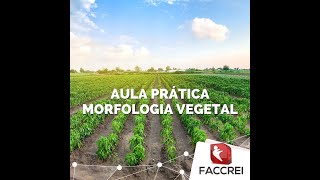 Atividade Prática  Morfologia Vegetal  AGRONOMIA FACCREI [upl. by Hadeis405]